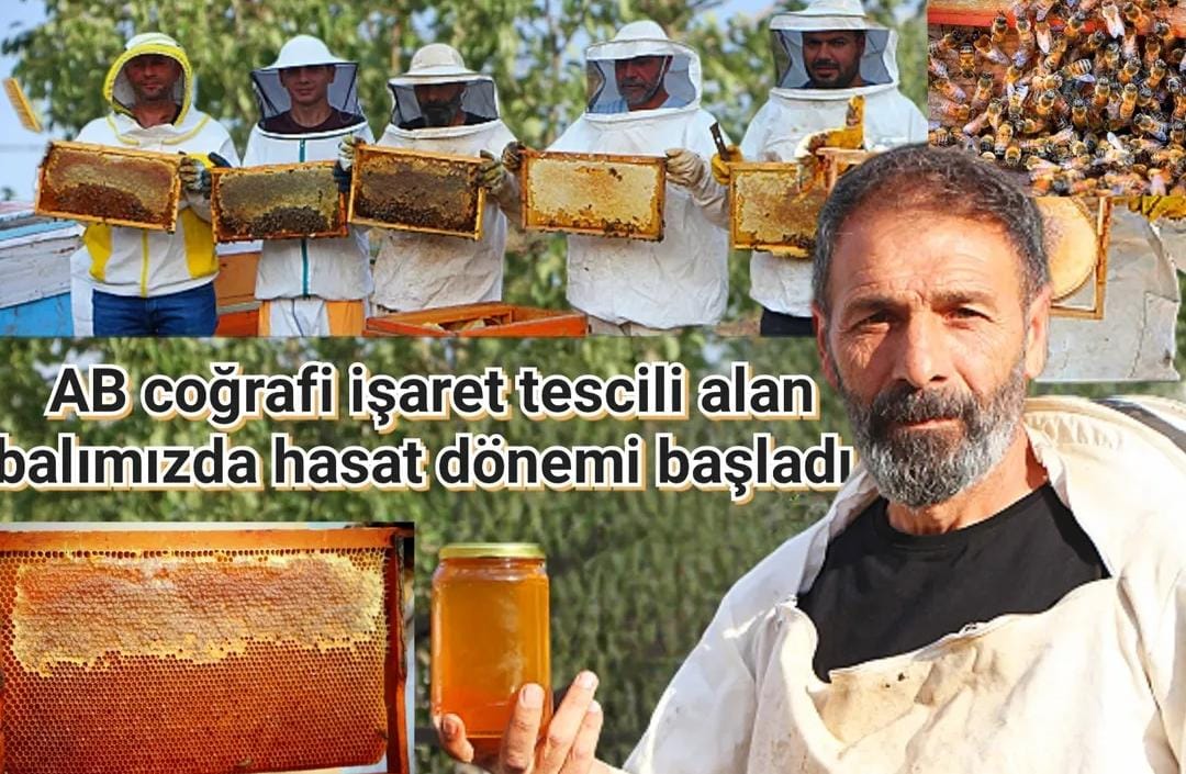 AB tescilli balımızda sağım başladı