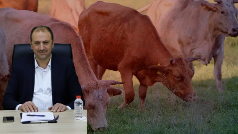 Bingöl’de Şap Vakaları Arttı, Besiciler Zorda