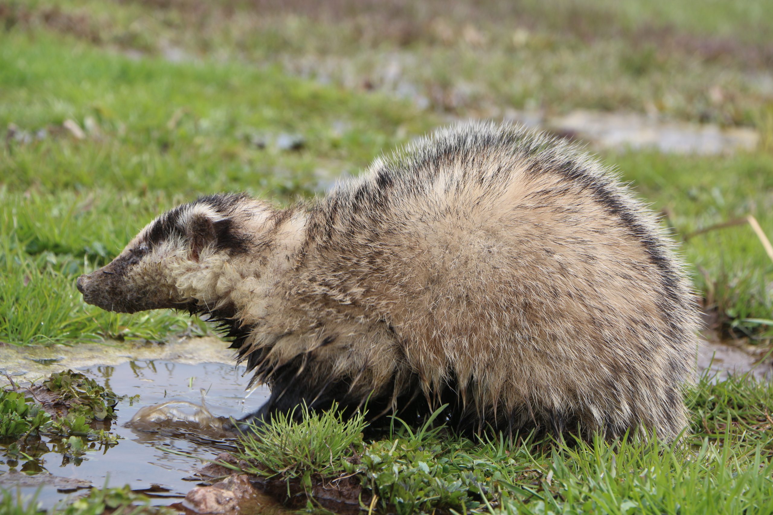 Karlıova ilçesinde Porsuk görüntülendi