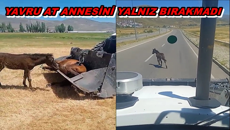 Yavru At Annesini Yalnız Bırakmadı