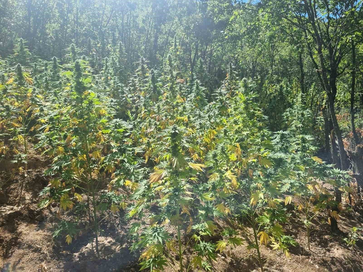 Bingöl’de 19 bin 314 kök kenevir, 4 kilo 757 gram esrar ele geçirdi